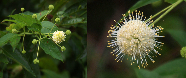 [Two photos spliced together. On the left are ten green balls and one partially open white-spiked ball. On the right is a very close view of one bloom which appears to be at peak stage. No parts are wilted and there are manyh yellow-tipped white spikes protruding from the white ball.]